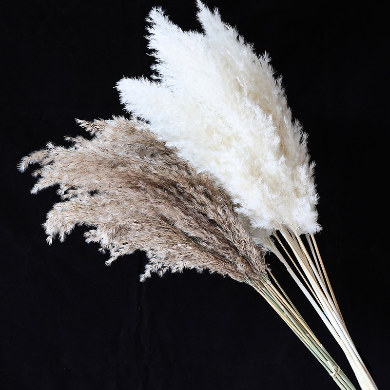 10Pcs Colorful Natural Reeds P - Outdoor Furniture Decor 评论和价格