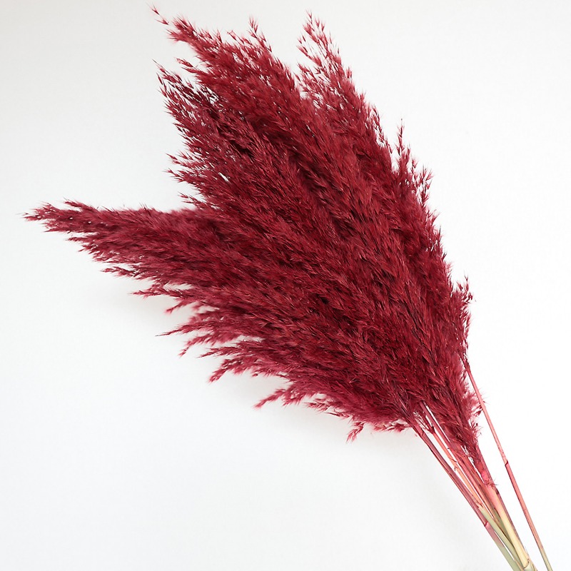 10Pcs Colorful Natural Reeds P - Outdoor Furniture Decor 评论和价格